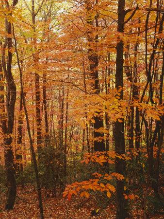Premium Photographic Print, , small