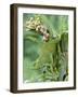 Close-Up of a Dwarf Chameleon, Ngorongoro Crater, Ngorongoro, Tanzania-null-Framed Photographic Print