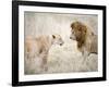 Lion and a Lioness Standing Face to Face in a Forest, Ngorongoro Crater, Ngorongoro, Tanzania-null-Framed Photographic Print