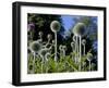 Dorset, Thorncombe, Forde Abbey Forms Part of the Boundary Between Dorset and Somerset, England-Mark Hannaford-Framed Photographic Print