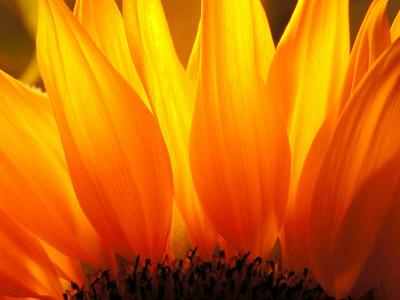 Premium Photographic Print, , small