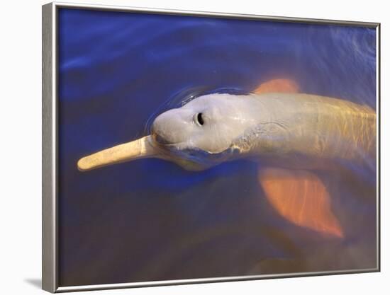 Wild Pink Amazon River Dolphin, Amazon River, Brazil, South America-Nico Tondini-Framed Photographic Print