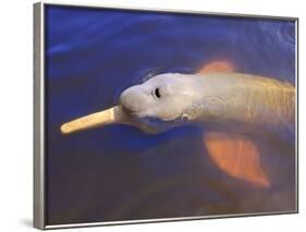 Wild Pink Amazon River Dolphin, Amazon River, Brazil, South America-Nico Tondini-Framed Photographic Print