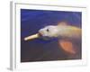 Wild Pink Amazon River Dolphin, Amazon River, Brazil, South America-Nico Tondini-Framed Photographic Print