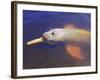 Wild Pink Amazon River Dolphin, Amazon River, Brazil, South America-Nico Tondini-Framed Photographic Print