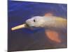 Wild Pink Amazon River Dolphin, Amazon River, Brazil, South America-Nico Tondini-Mounted Photographic Print