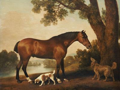 A Bay Hunter, a Springer Spaniel and a Sussex Spaniel, 1782 - George Stubbs - Framed art Print