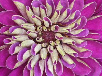 Premium Photographic Print, , small