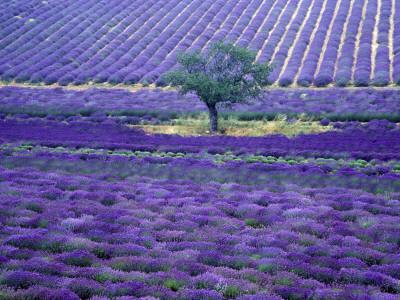 Premium Photographic Print, , small