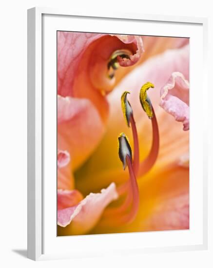 Close Up of Daylily, Savannah, Georgia, USA-Joanne Wells-Framed Photographic Print