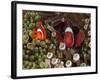 Two Clownfish Among Anemone Tentacles, Raja Ampat, Indonesia-null-Framed Photographic Print