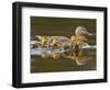 Mallard Duck and Chicks Near Kamloops, British Columbia, Canada-Larry Ditto-Framed Photographic Print