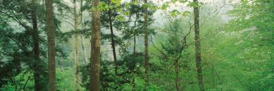 Photographic Print, , small