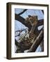 A Leopard Gazes Intently from a Comfortable Perch in a Tree in Samburu National Reserve-Nigel Pavitt-Framed Photographic Print