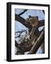 A Leopard Gazes Intently from a Comfortable Perch in a Tree in Samburu National Reserve-Nigel Pavitt-Framed Photographic Print