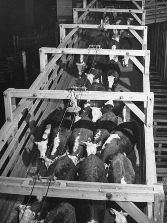 Photographic Print, , small