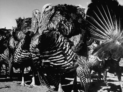 Photographic Print, , small