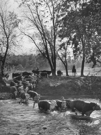 Photographic Print, , small