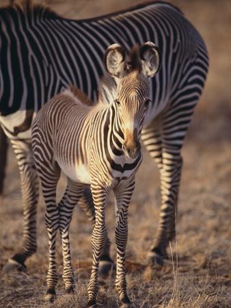 Premium Photographic Print, , small
