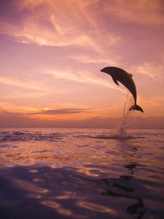 Premium Photographic Print, , small