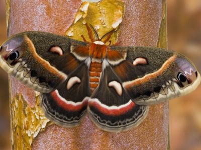 Premium Photographic Print, , small