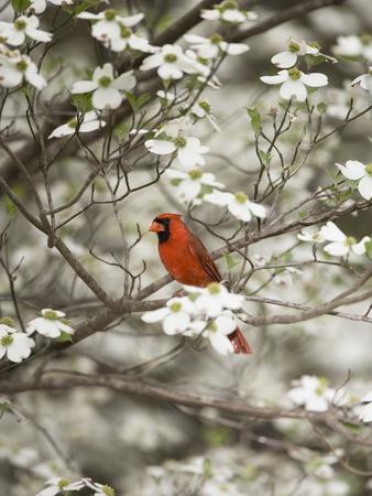 Premium Photographic Print, , small