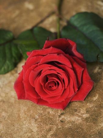 Premium Photographic Print, , small