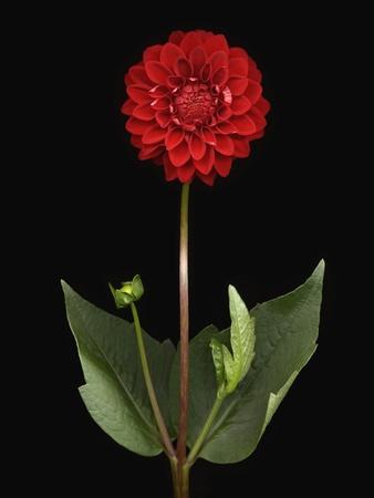 Premium Photographic Print, , small