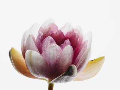 Premium Photographic Print, , small