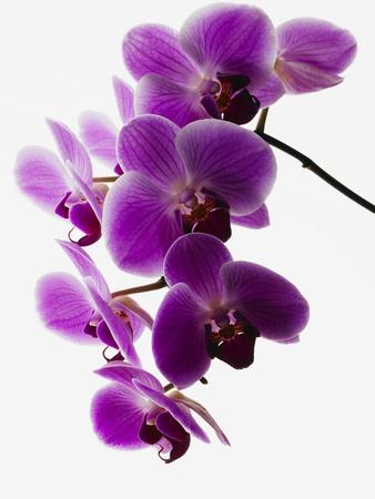 Premium Photographic Print, , small