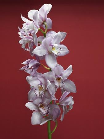 Premium Photographic Print, , small