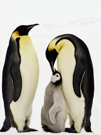 Premium Photographic Print, , small