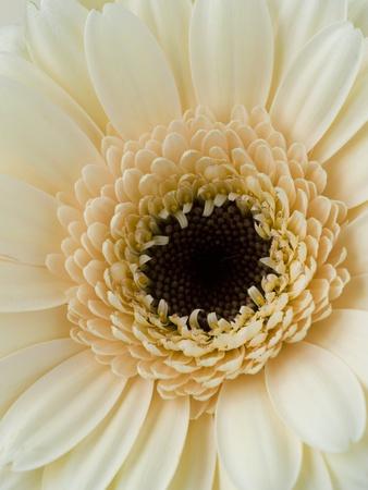Premium Photographic Print, , small
