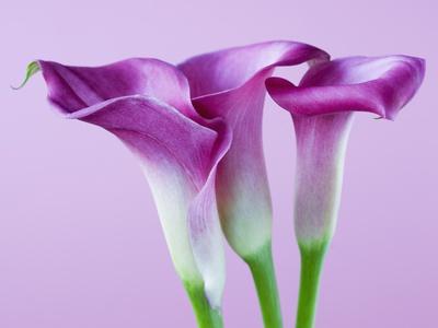 Premium Photographic Print, , small