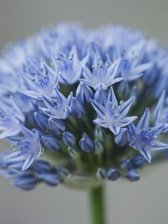 Premium Photographic Print, , small