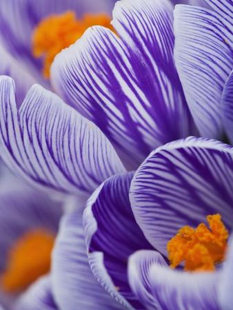 Premium Photographic Print, , small