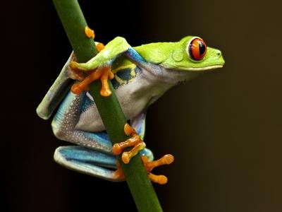 Premium Photographic Print, , small