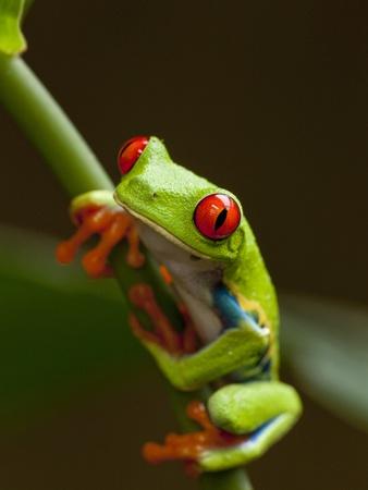 Premium Photographic Print, , small