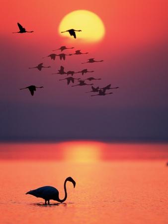 Premium Photographic Print, , small
