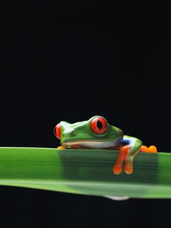 Premium Photographic Print, , small
