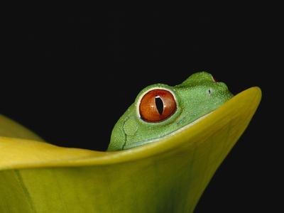 Premium Photographic Print, , small