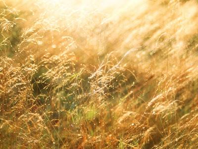 Premium Photographic Print, , small