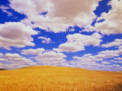 Premium Photographic Print, , small
