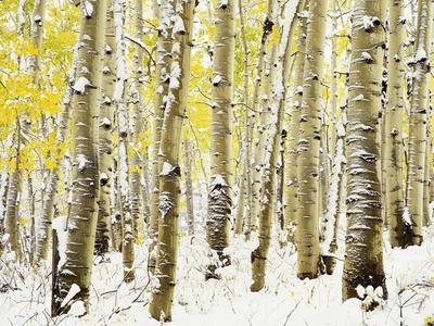 Premium Photographic Print, , small