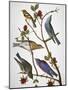 Audubon: Bluebirds-John James Audubon-Mounted Giclee Print