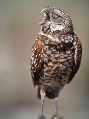Premium Photographic Print, , small