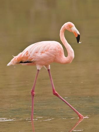 Photographic Print, , small