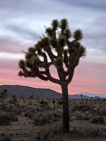 Photographic Print, , small