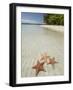 Starfish Beach, Bocas Del Drago, Isla Colon, Bocas Del Toro, Panama, Central America-null-Framed Photographic Print