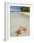Starfish Beach, Bocas Del Drago, Isla Colon, Bocas Del Toro, Panama, Central America-null-Framed Photographic Print